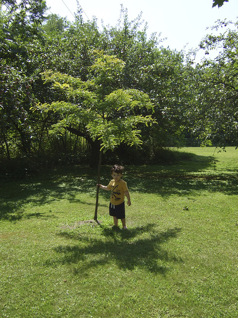 Henry And His Tree, 2013