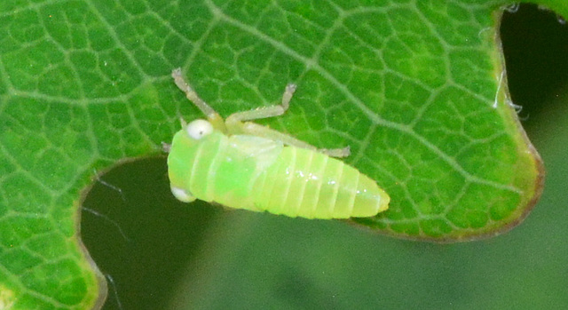 Nymph