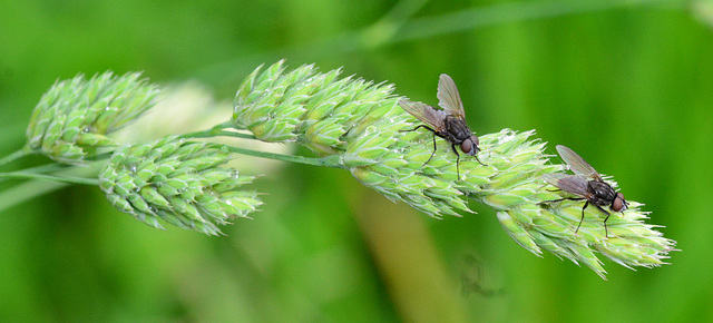 Balanced flies