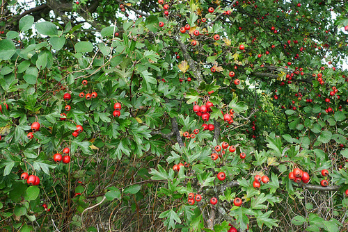 beeren-1170097