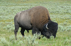 Bison