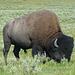 Bison