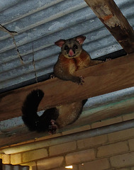 possum in the woodshed