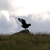 Bonxie - Skua