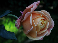 Letzte Rose...