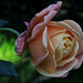 Letzte Rose...