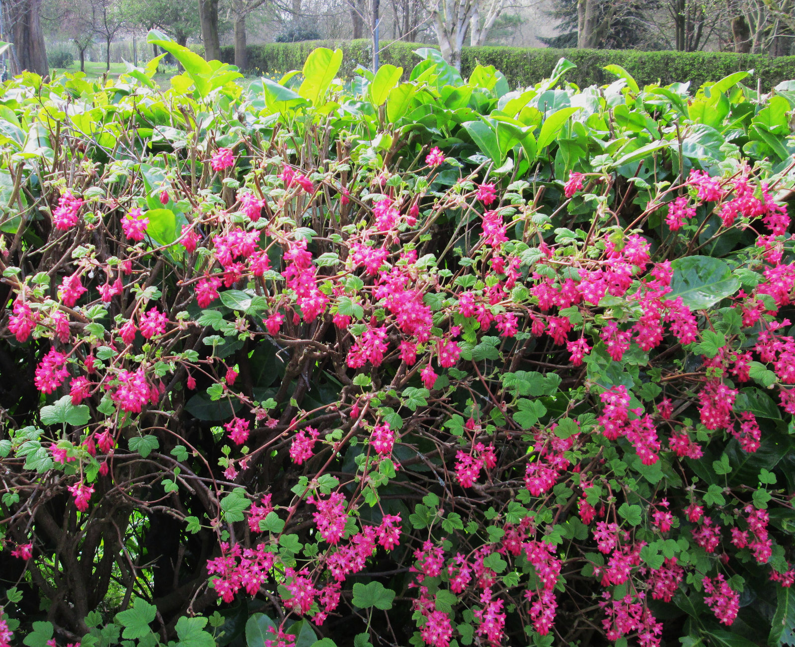 Flowering Redcurrant?