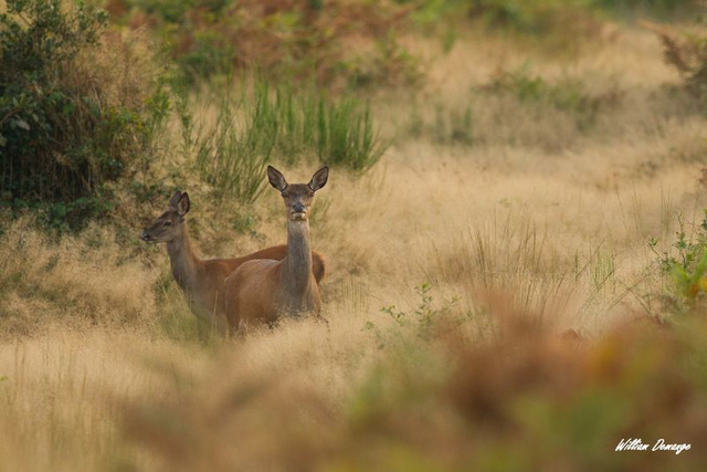 Biche et son jeune