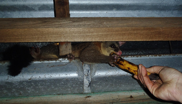 possum in the woodshed