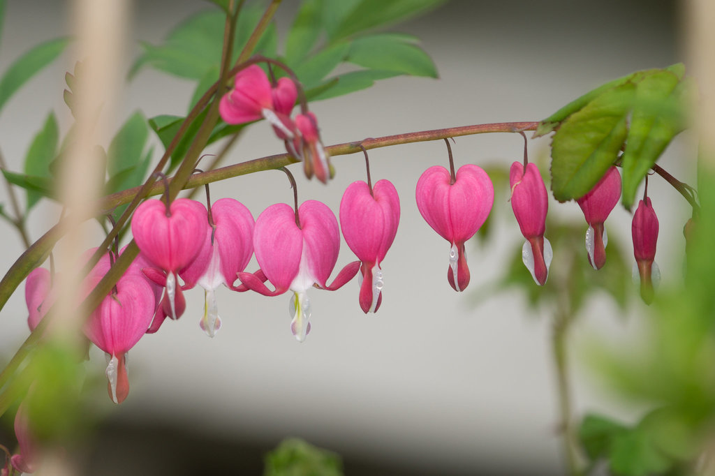 20130505-DSC00223.jpg