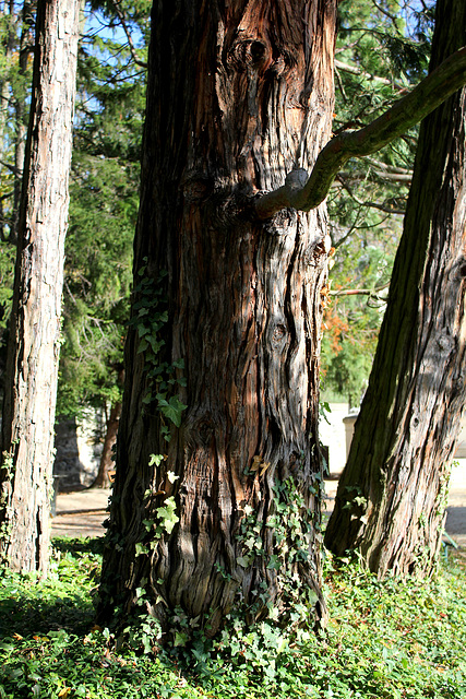 Thuya géant de Californie centenaire