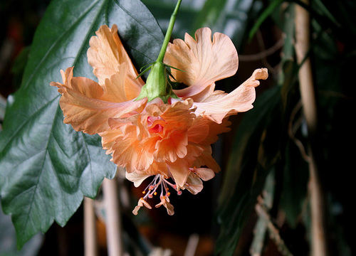 Hibiscus El Capitolio Sport  (3)