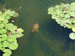 wee turtle