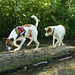 Jack Russell Terrier Rico und Clifford DSC04474