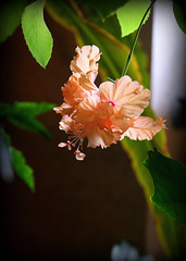 Hibiscus El Capitolio Sport  (4)