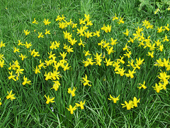 Still lots of Daffodils....