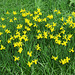 Still lots of Daffodils....