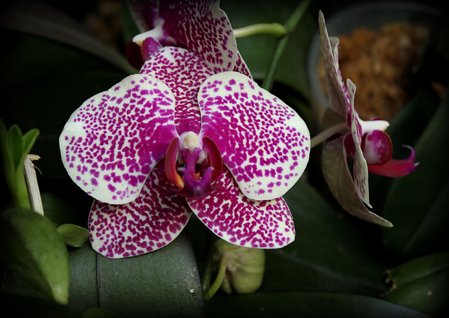 Phalaenopsis  I-Hsin Sun Beauty