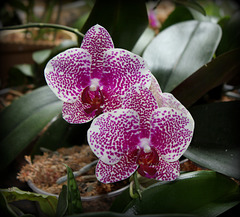 Phalaenopsis  I-Hsin Sun Beauty  (2)