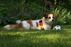 Clifford mit Ball