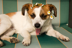 Jack Russell Terrier Clifford DSC04132-1