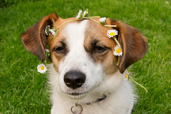 Jack Russell Terrier Clifford DSC04145-1