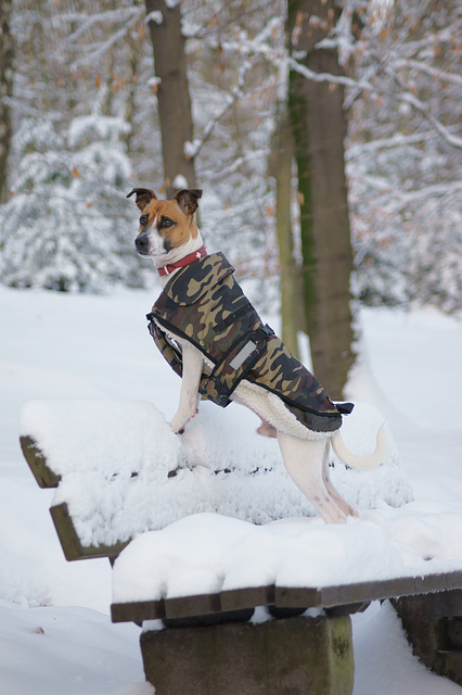 Jack Russell Terrier Rico DSC03487