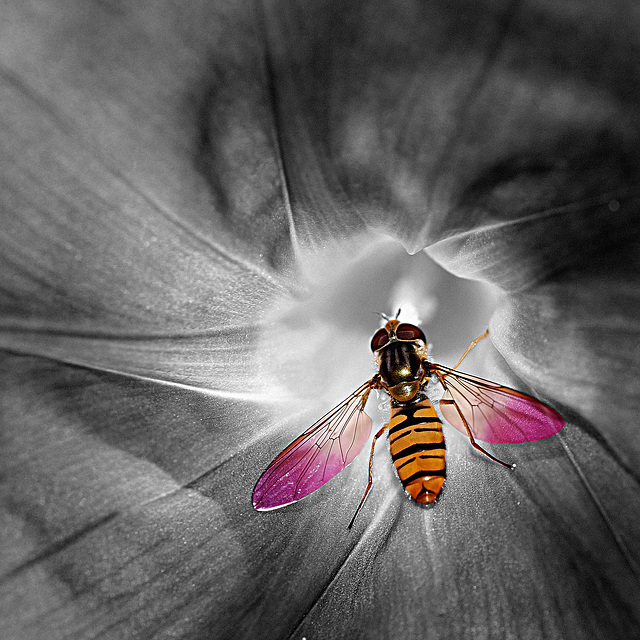 BESANCON: Une fleur en noir et blanc / couleurs. 04.