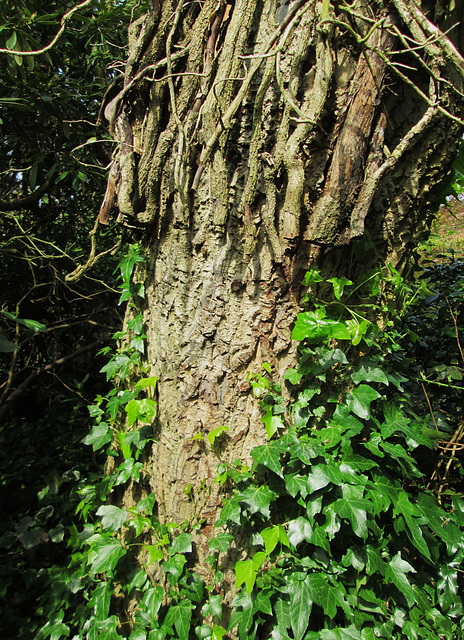 Ivy on Walnut.