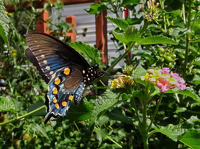 Pipevine Swallowtail or Blue Swallowtail (Battus philenor)