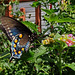 Pipevine Swallowtail or Blue Swallowtail (Battus philenor)