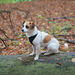 Jack Russell Clifford DSC02929