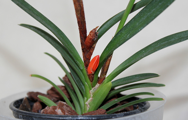 Ceratostylis rubra - bouton du matin