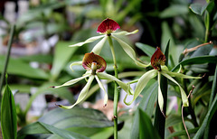 Encyclia cochleata