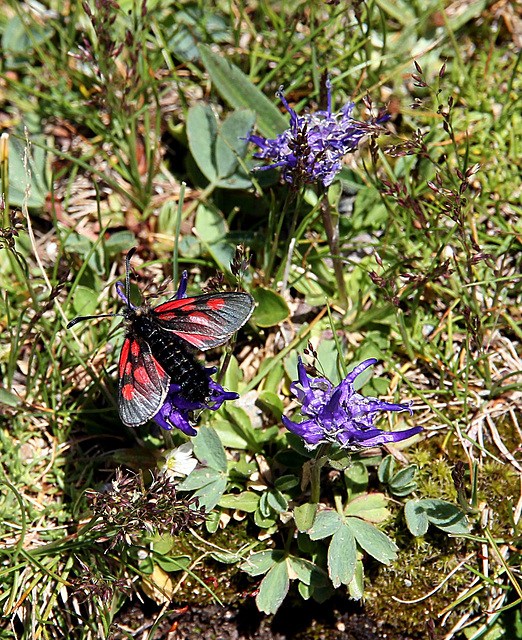 Widderchen und Teufelskralle