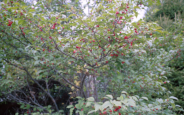 Japanese winterberry_Ilex serrata