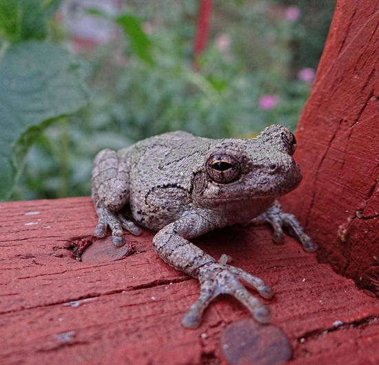 Gray Tree Frog (Hyla versicolor)