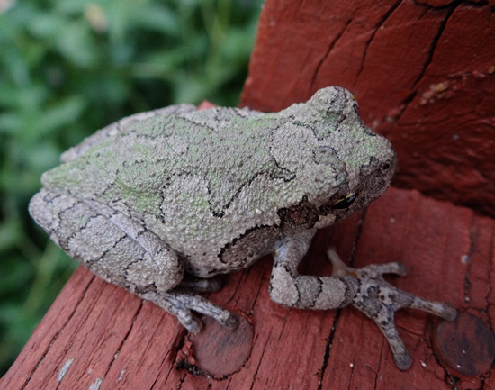 Gray Tree Frog (Hyla versicolor) Gray Tree Frog (Hyla versicolor)