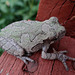 Gray Tree Frog (Hyla versicolor)