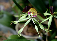 Encyclia cochleata (2)