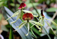 Encyclia cochleata (3)