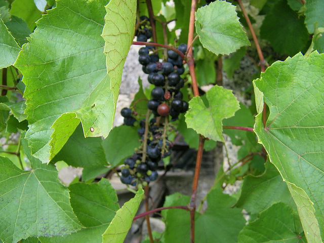 Vigne aux feuilles éclatantes...