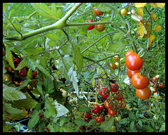 Immer noch reichlich Tomaten im Entstehen