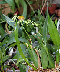 Encyclia cochleata (4)