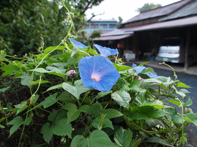 Blue morning glory