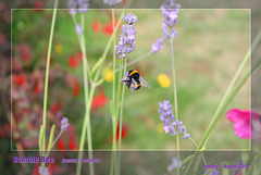 Bombus Terrestrius - East Blatchington - 16.8.2010