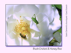 Bush cricket & Honey bee - St Clements