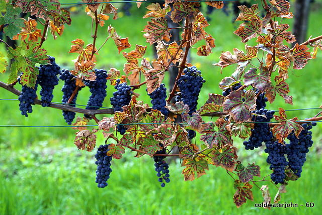 Fancy a Grape for breakfast?