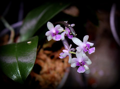 Phalaenopsis deliciosa subsp deliciosa