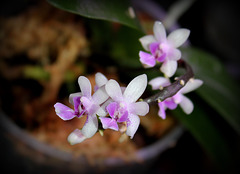 Phalaenopsis deliciosa subsp deliciosa